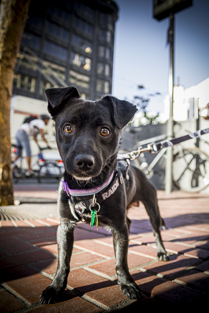 A small black dog 10-14-08.jpg