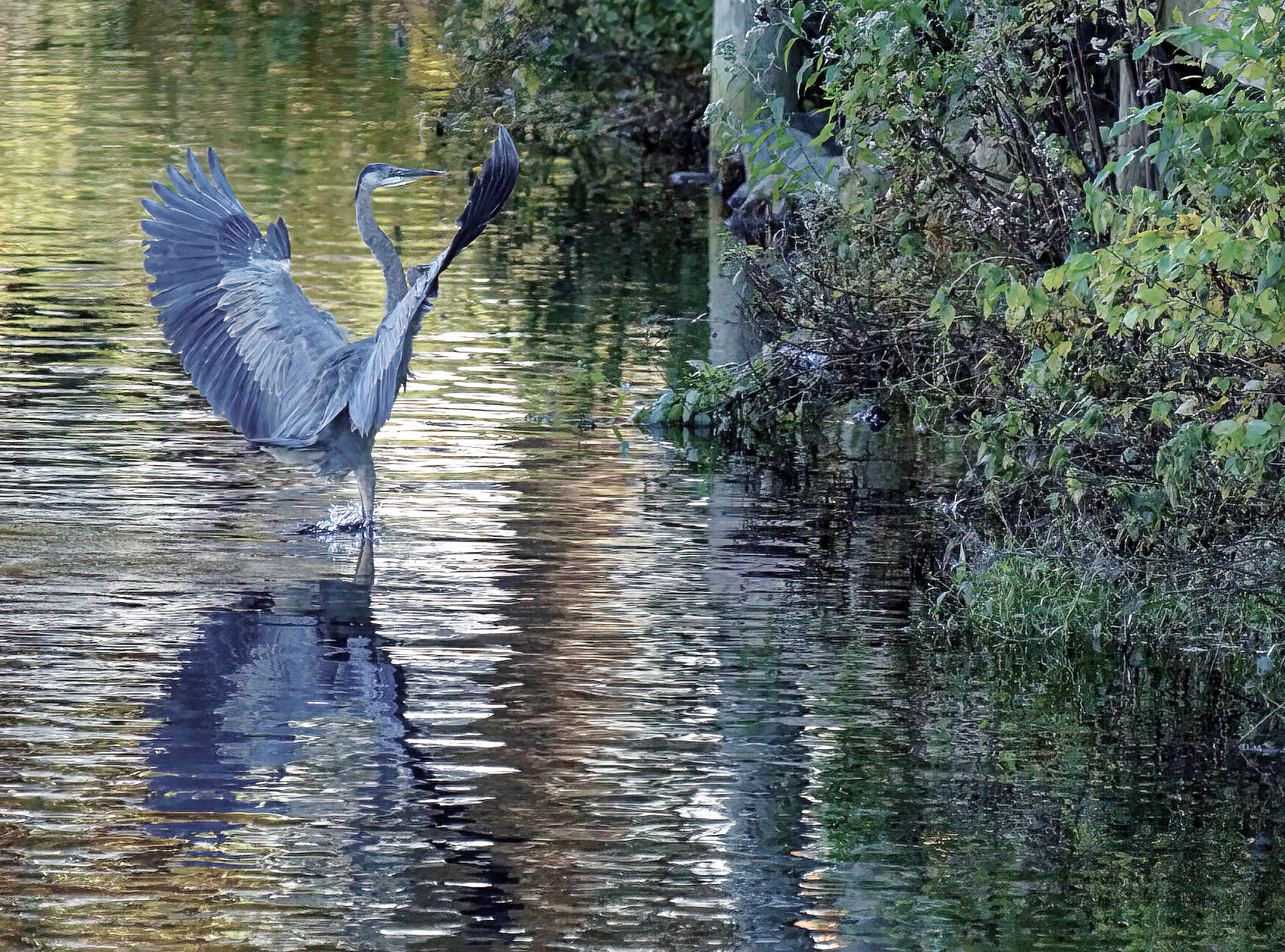 Alfred Nails the Perfect Fishing Spot.jpeg