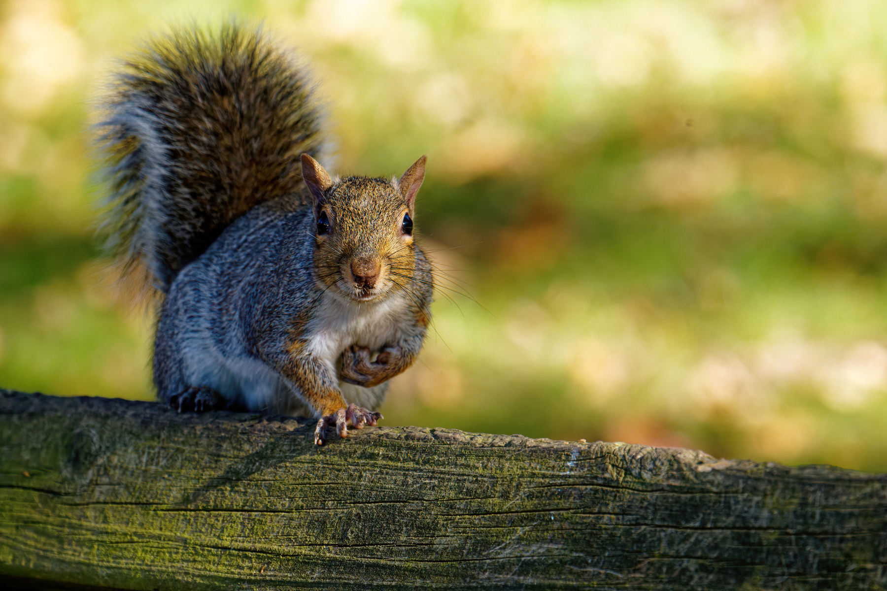 Any Treats for Me?.jpeg