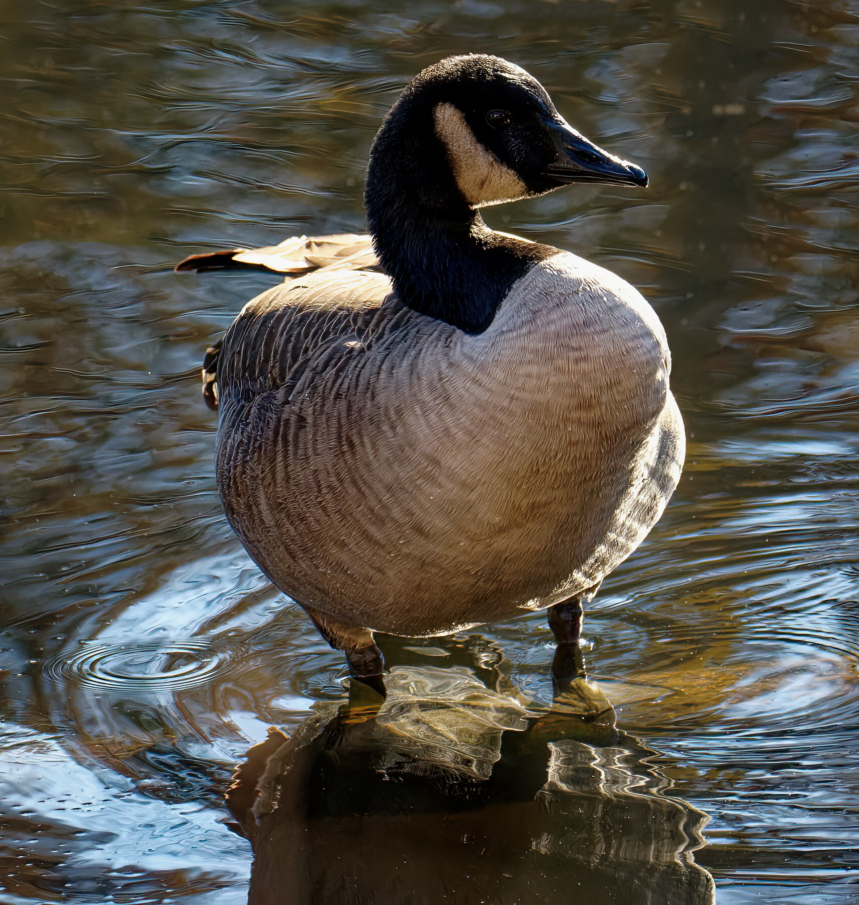 Basking in the Sunshine.jpeg