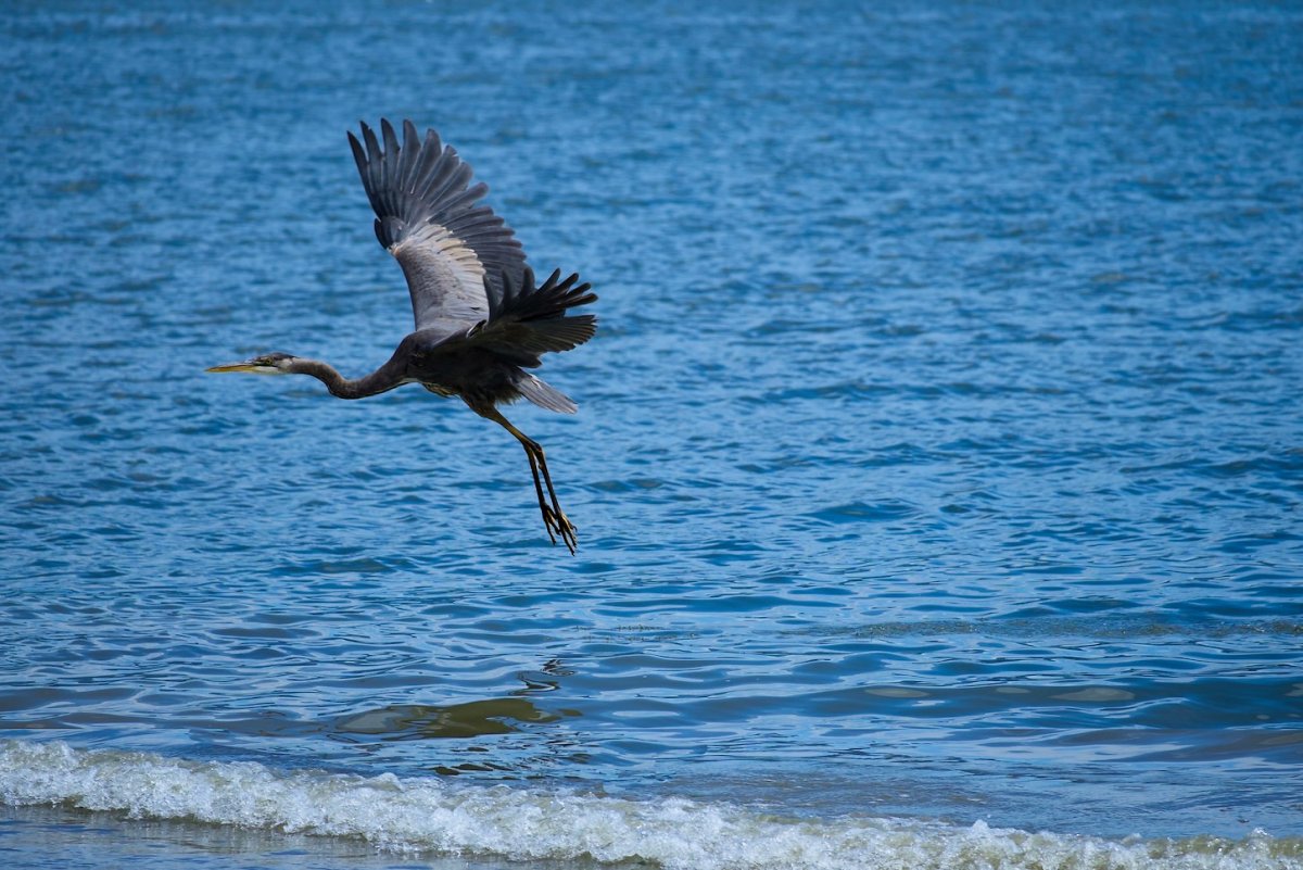 Birds-BlueHeron_**_a.jpg