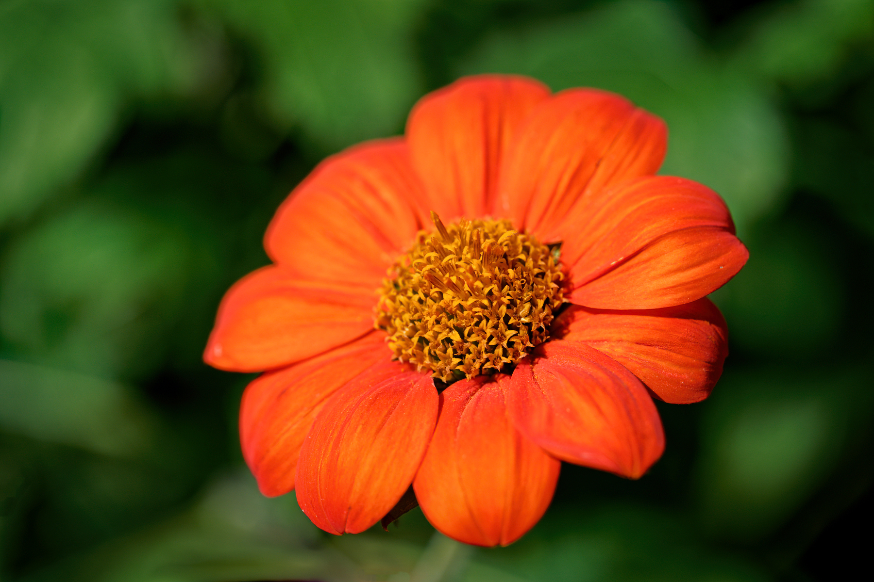 Brilliant Orange in the Autumn.jpeg