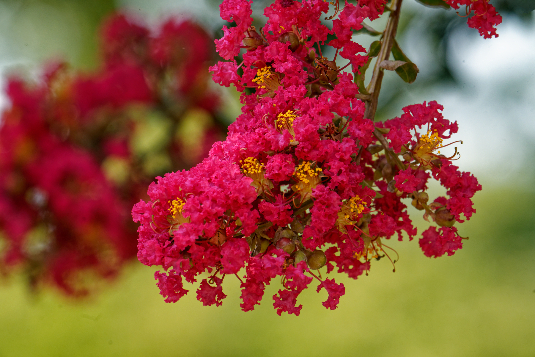 Brilliant Pink Crepe Myrtle Twins.jpeg