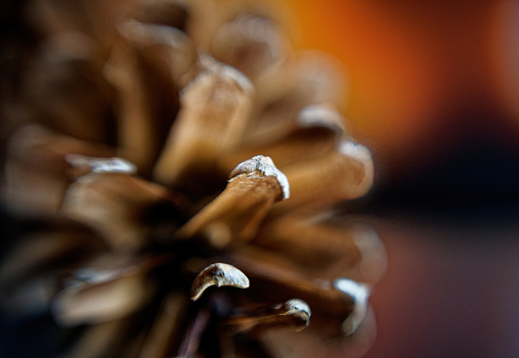 Closeup and Personal With a Pinecone.JPG