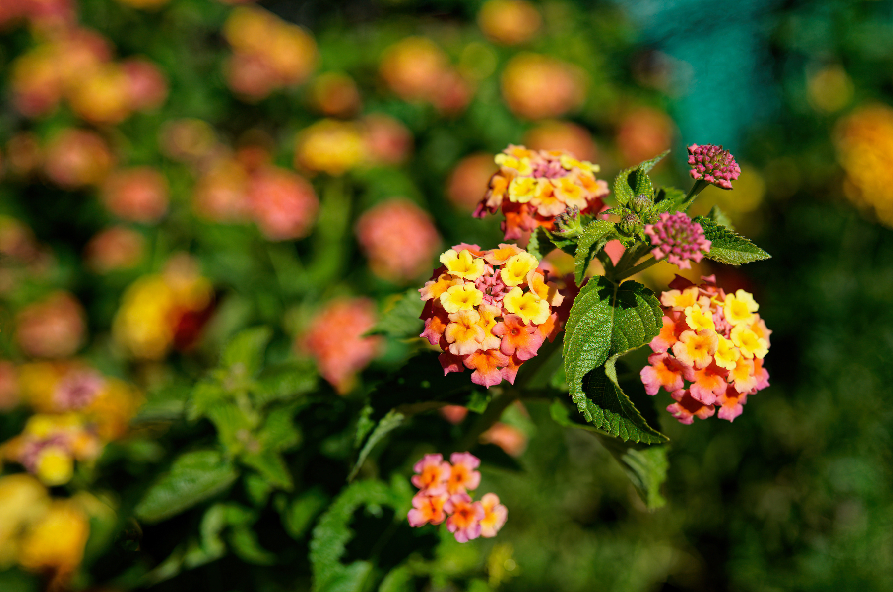 Colorful Autumn Flowers.jpeg