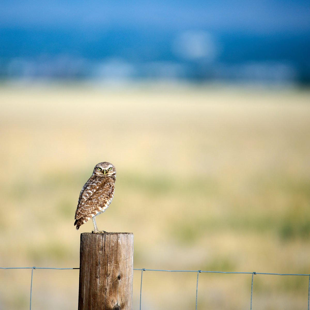 Commerce City_Wildlife_600_610 1.jpg