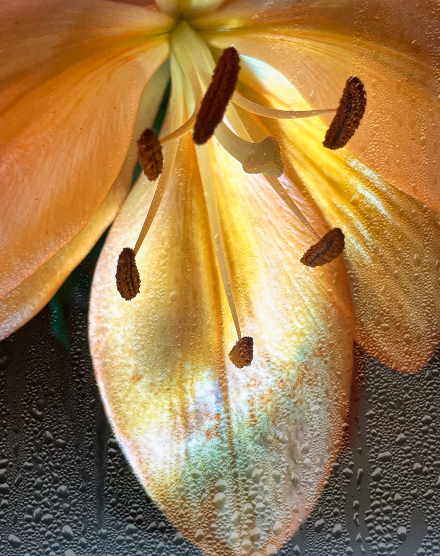 Condensation on Petals.jpeg