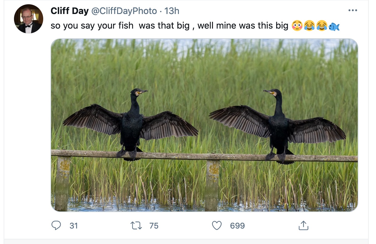 cormorants doin' the brag.jpg