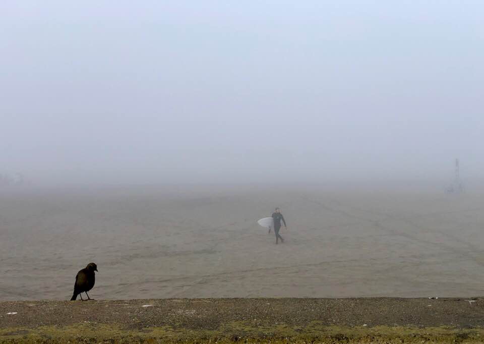 Crow and surfer.jpg