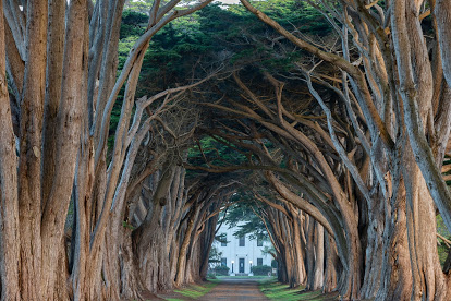 cypress_tunnel2.jpg