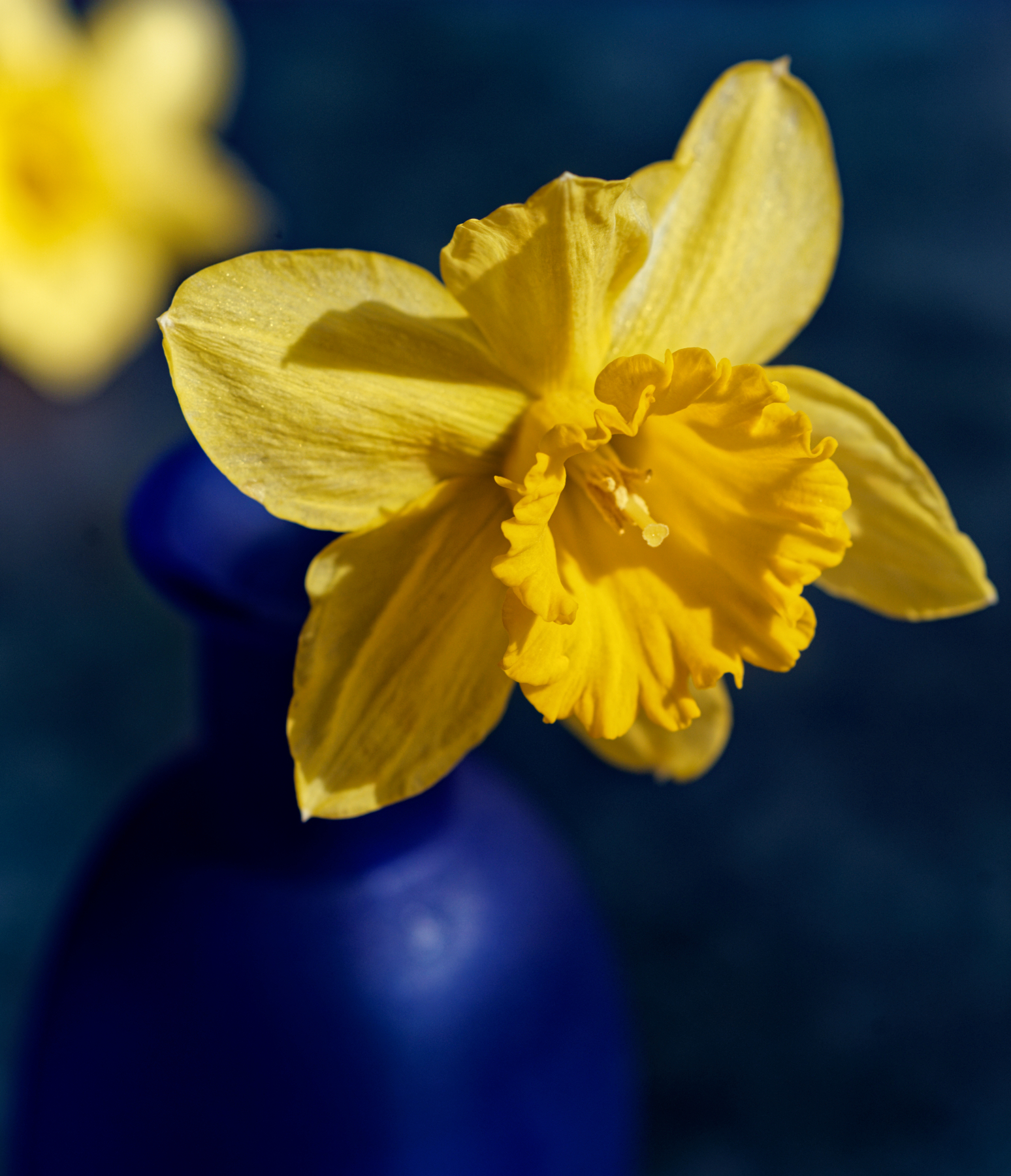 Daffodils in Blue.jpeg