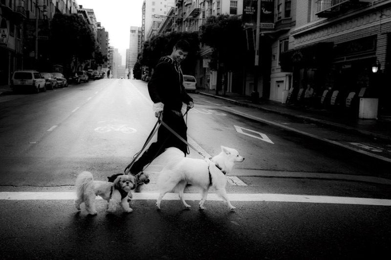 Dogs_crossing_10_30_10.jpg