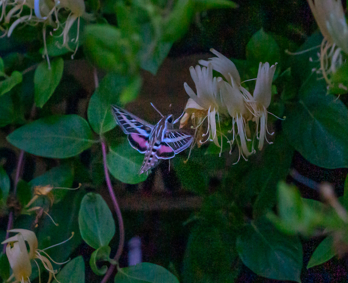 DSC06804_moth.jpg