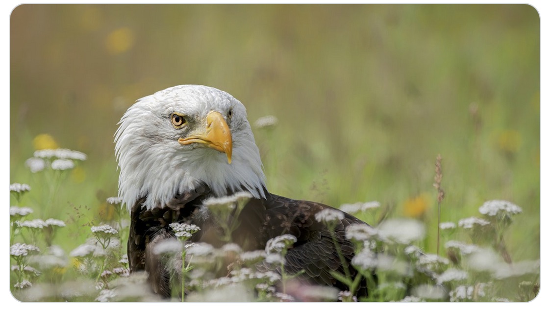 eagle in te flowers (photo credit Albert Beukof).jpg