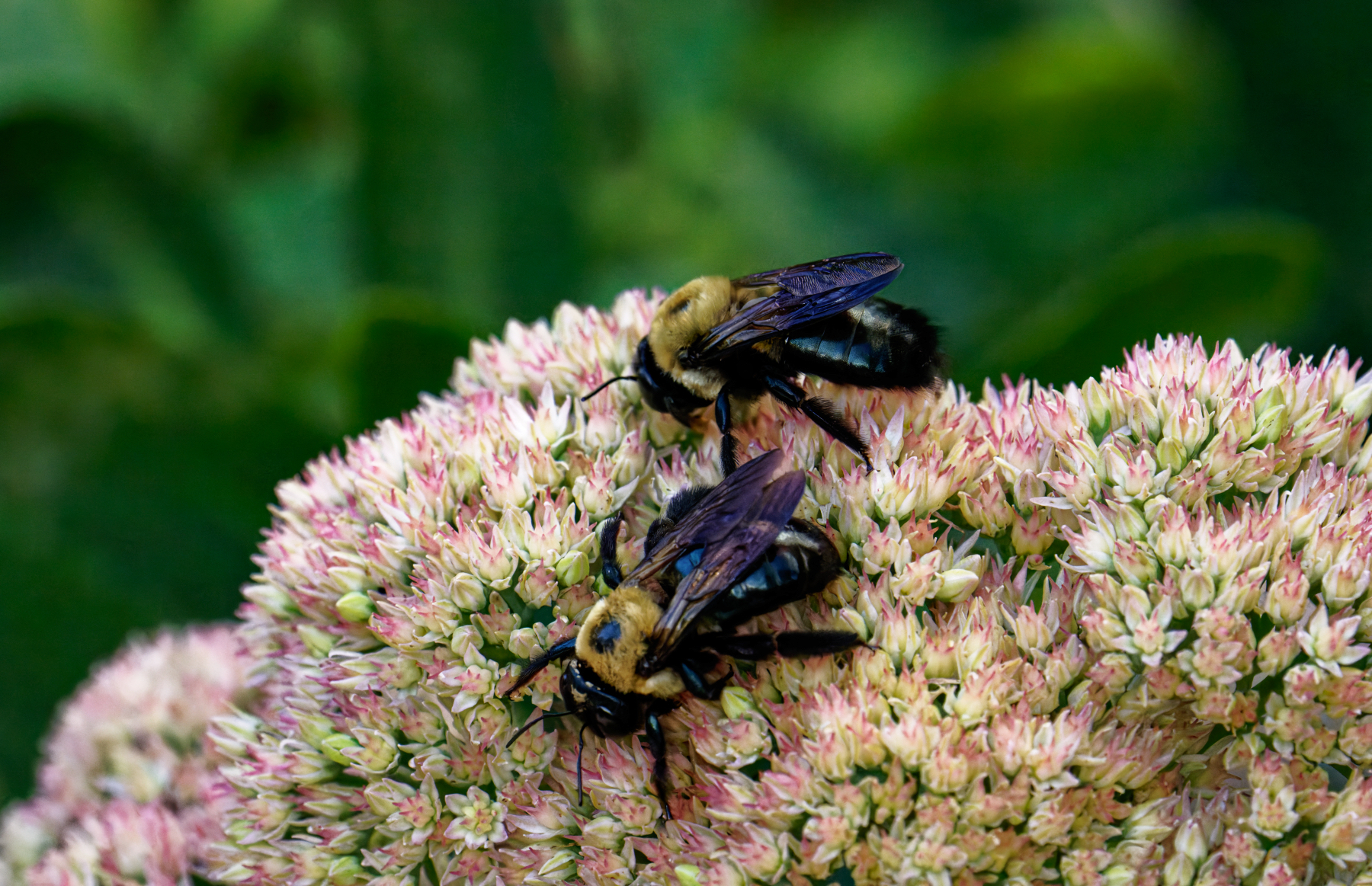 Enjoying a Meal on the Flowers.jpeg