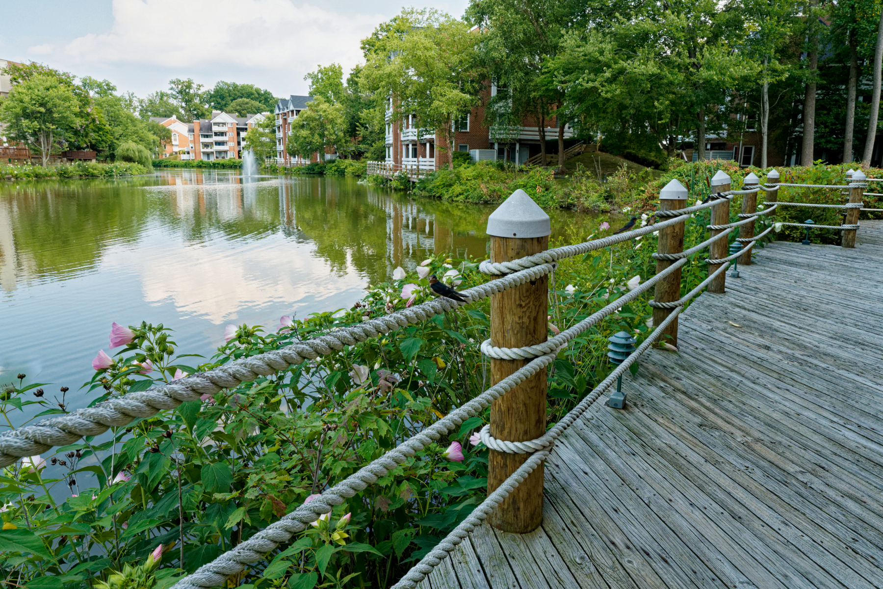 Flowers on the Boardwalk....and a Bird.jpeg