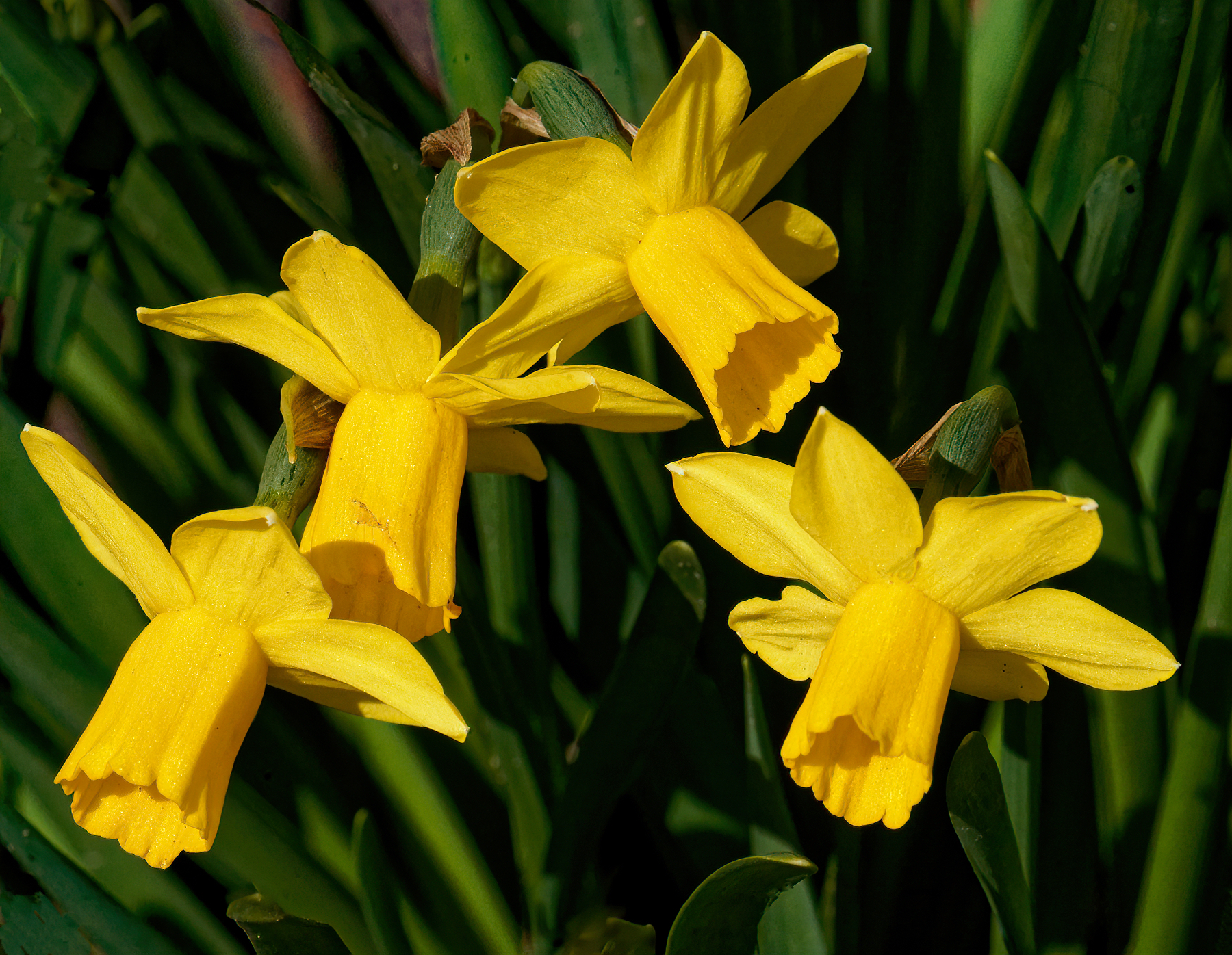 Four Daffies Enjoying the Sunshine.jpeg