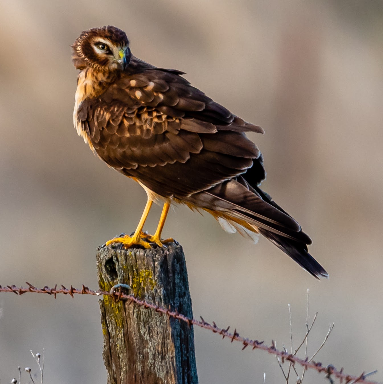 golden-eagle.jpg