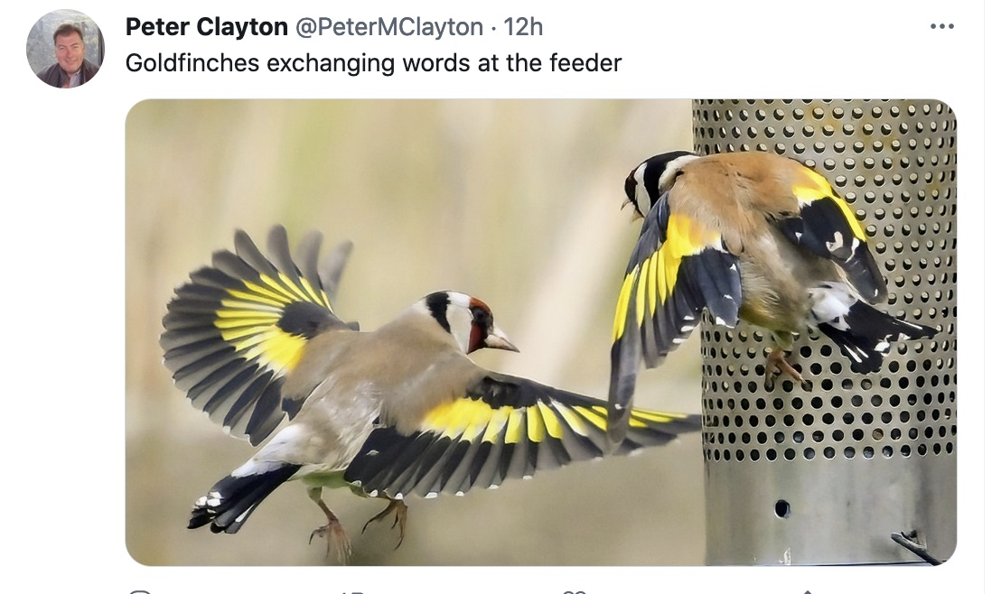 goldfinch brawl.jpg