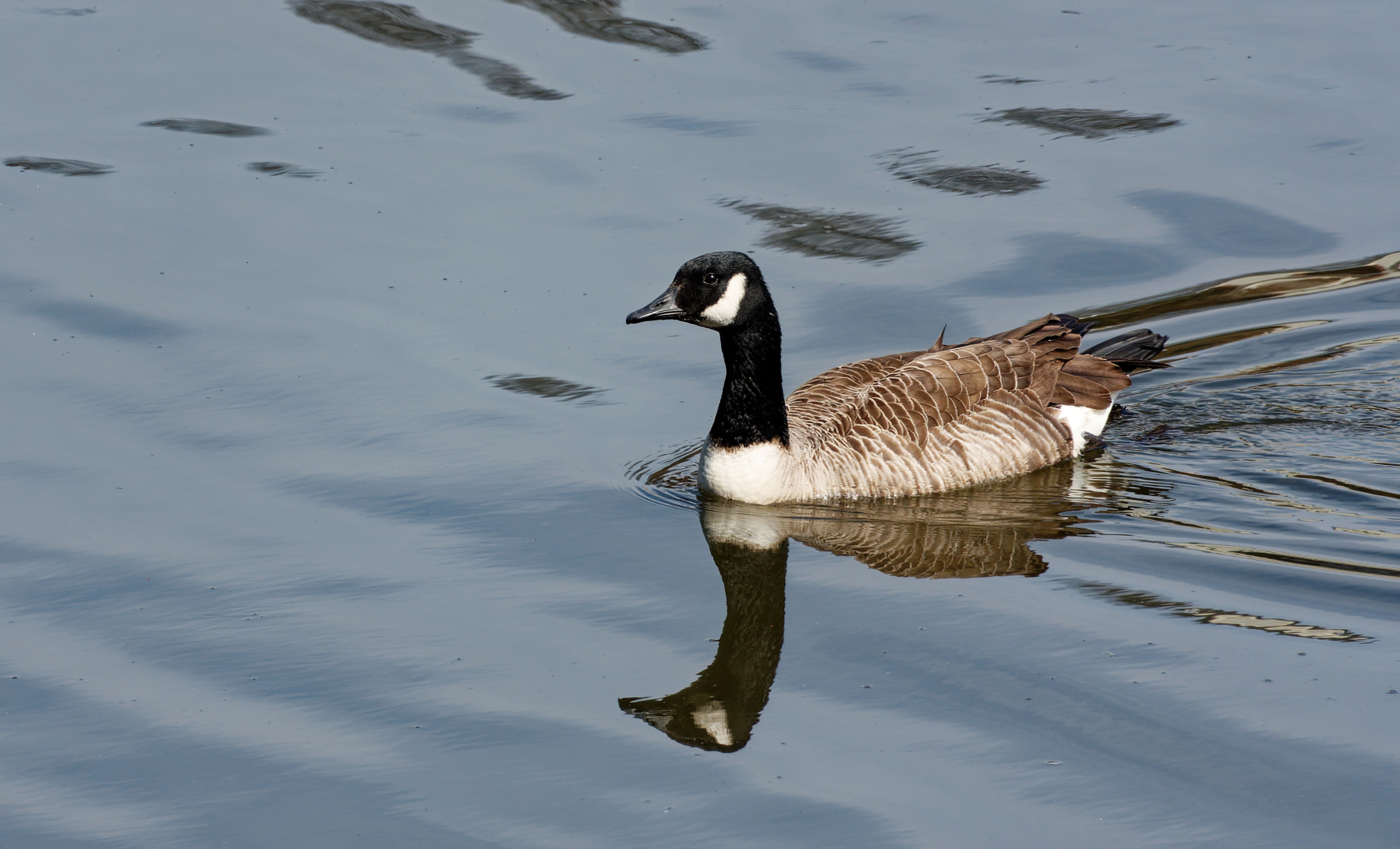 Goose on the Loose.jpeg