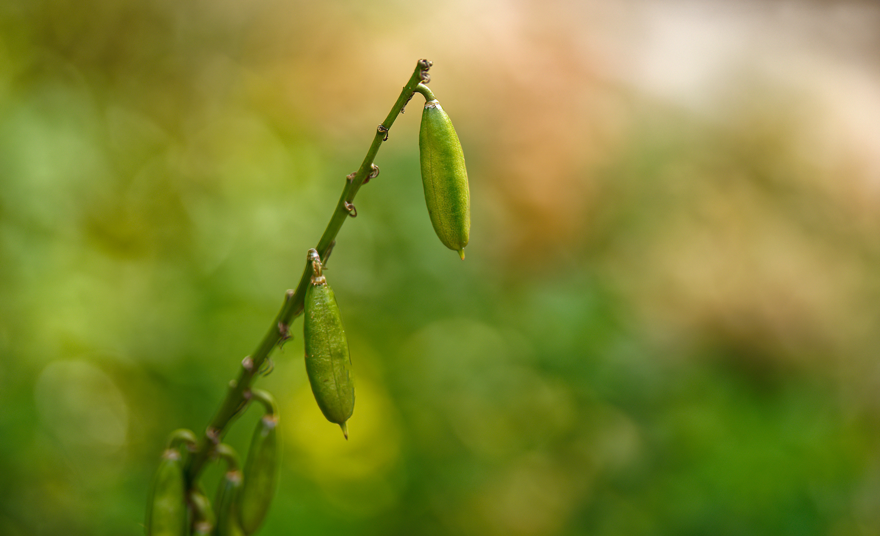 Green Buds Surrounded by Color.jpeg