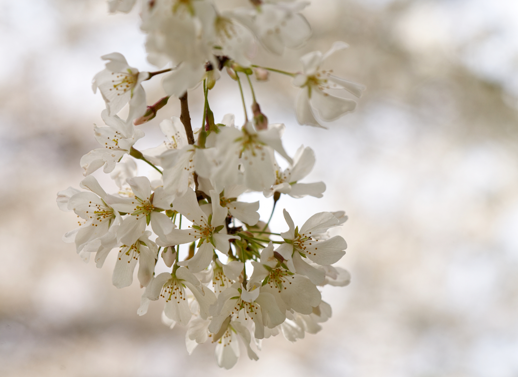 Hanging Blossoms.jpeg