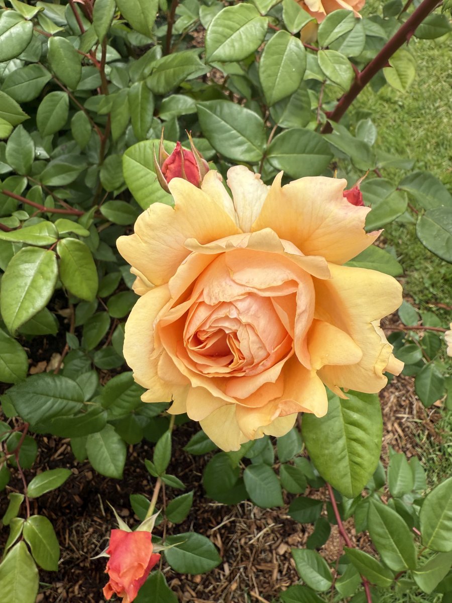 IMG_0908.jpeg