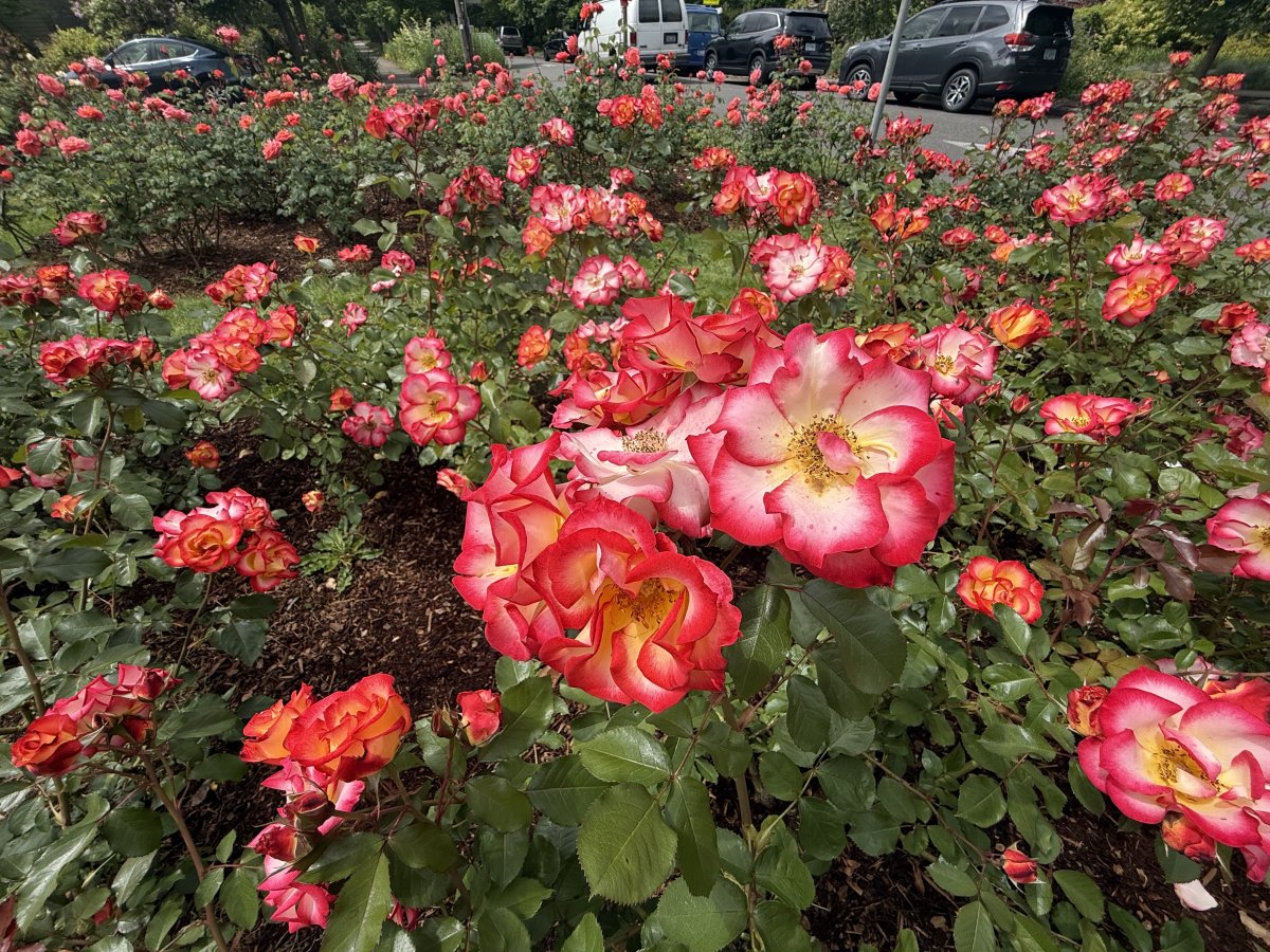IMG_0912.jpeg