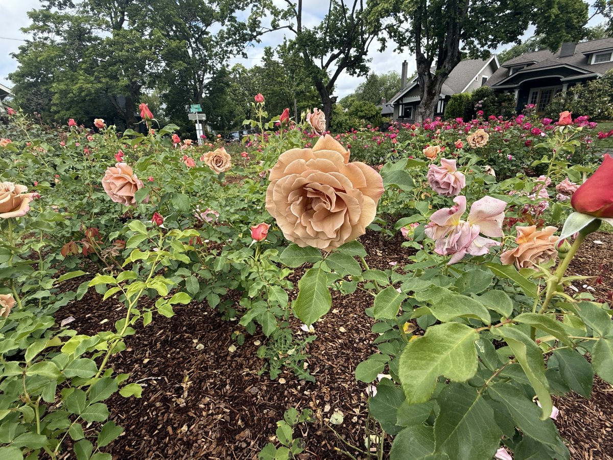 IMG_0916.jpeg