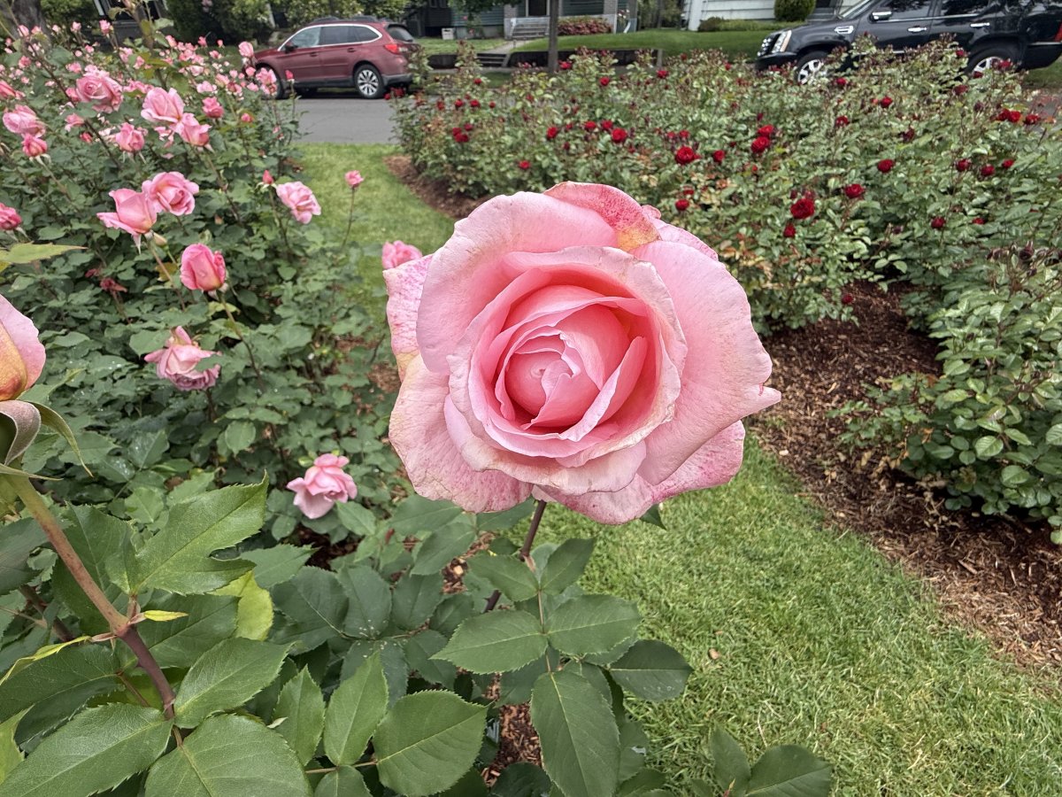 IMG_0919.jpeg