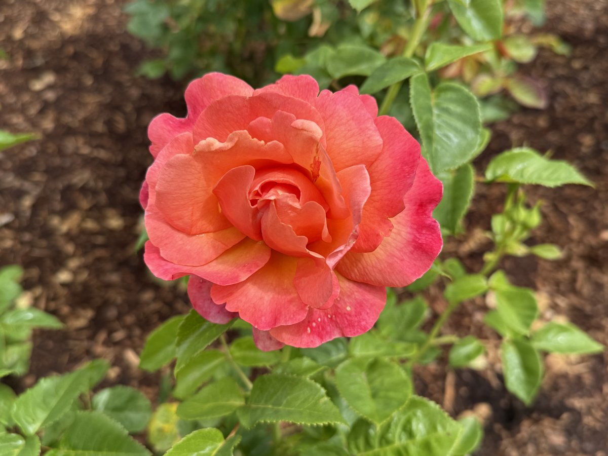 IMG_0924.jpeg