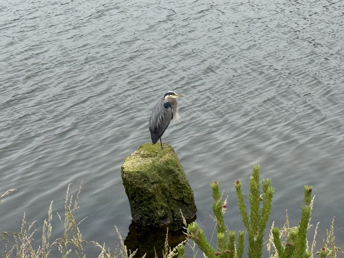 IMG_1064.jpeg