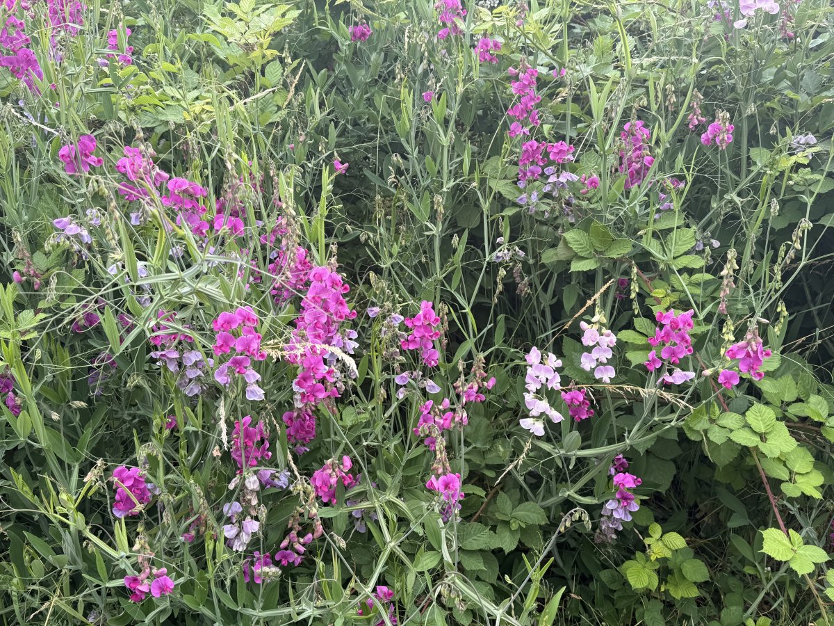 IMG_1124.jpeg