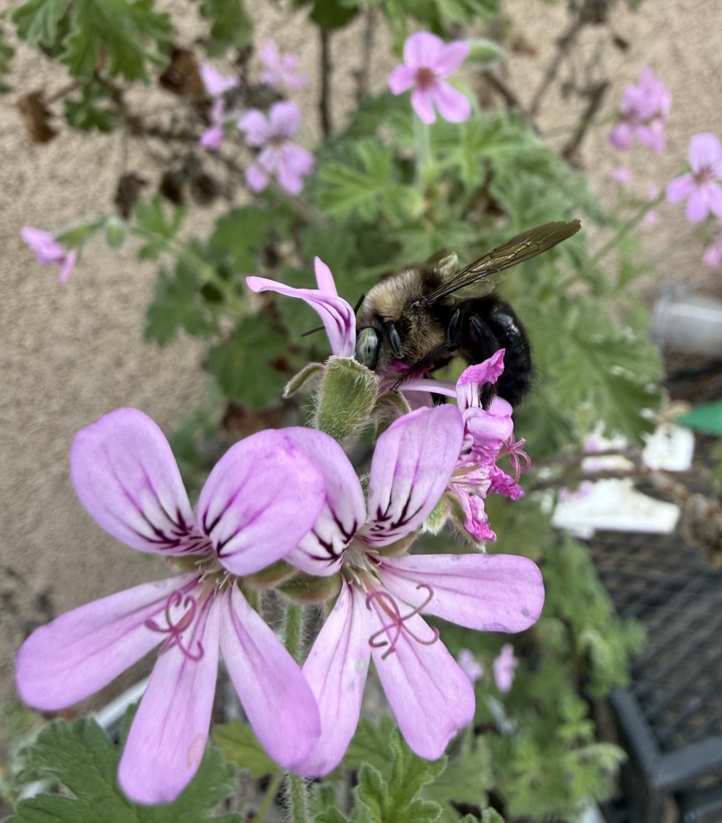 IMG_2042.jpeg