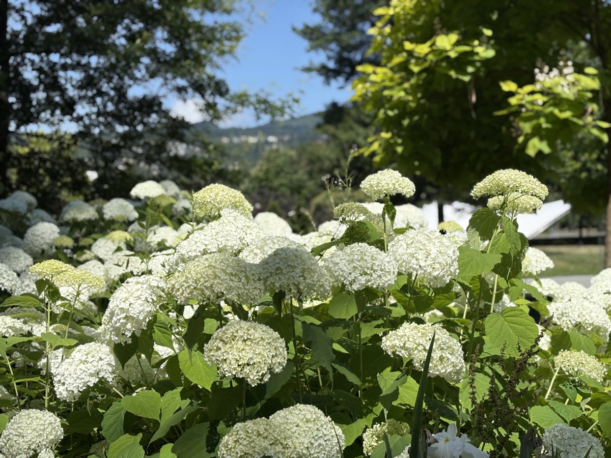 IMG_3292.jpeg