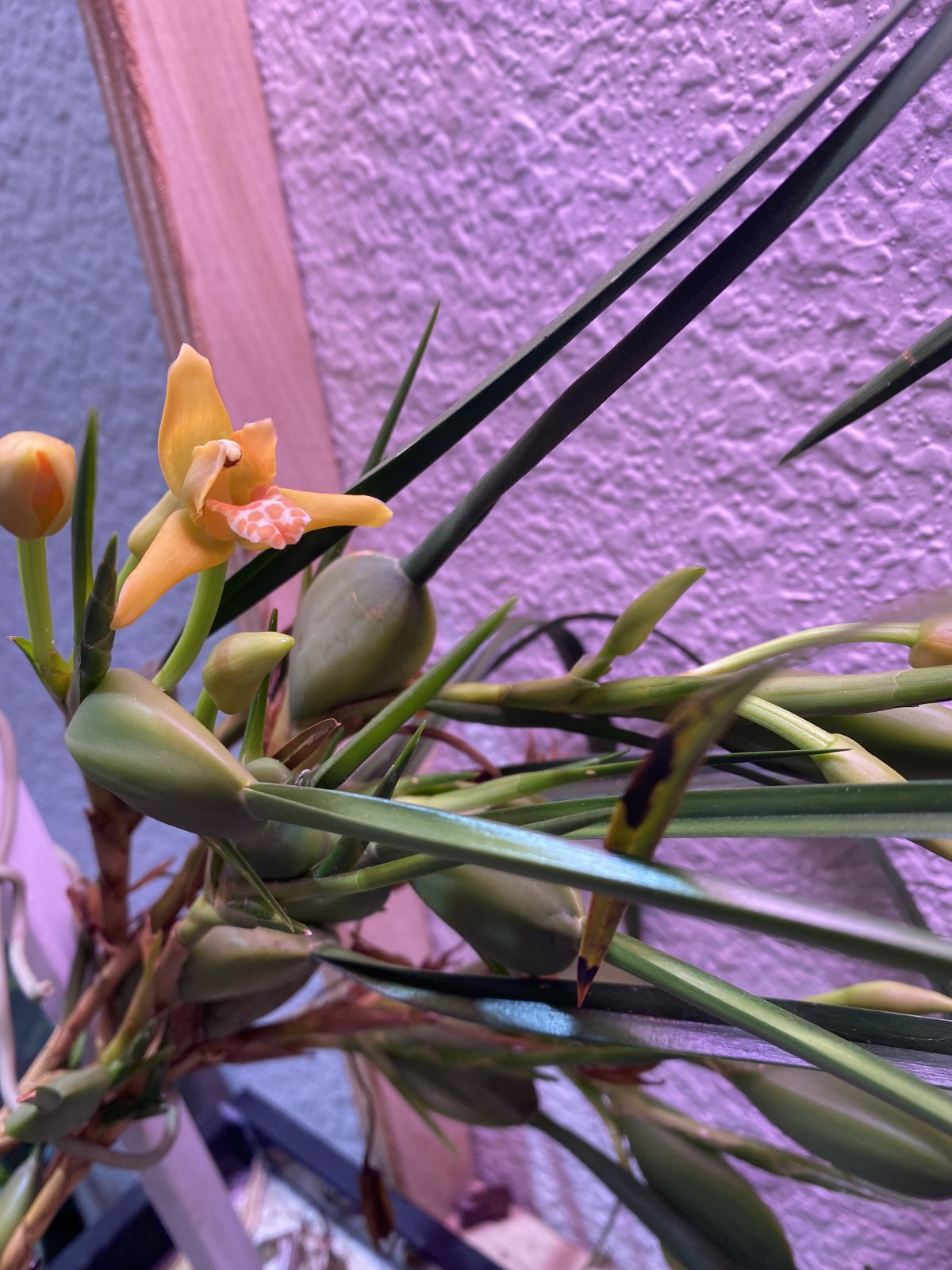 IMG_4203.jpeg