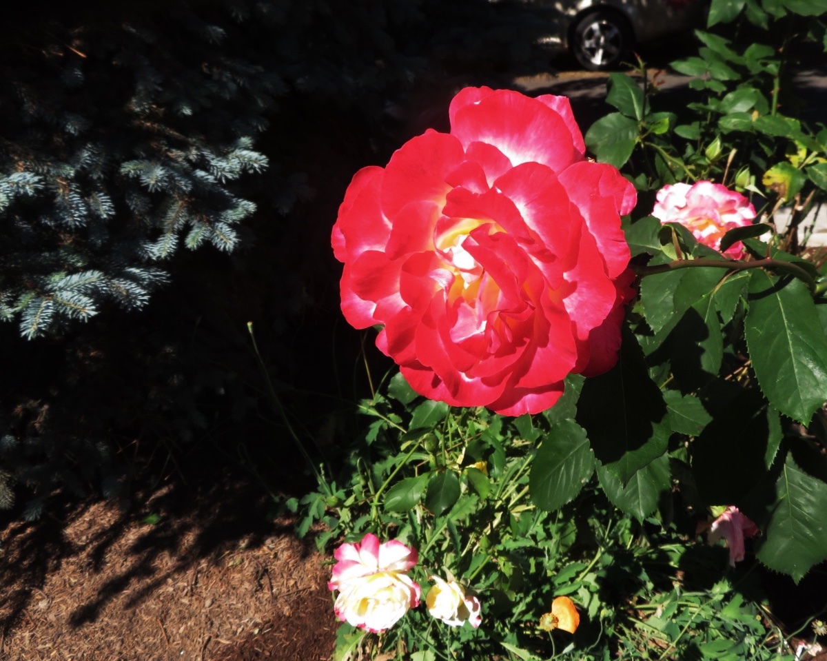 IMG_6162.jpeg