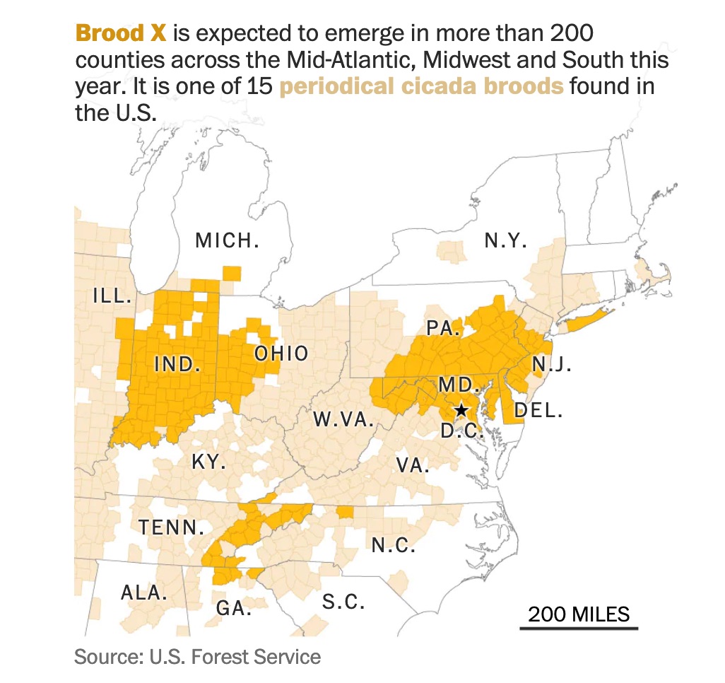 In for a treat - billions of cicadas 2021.jpg