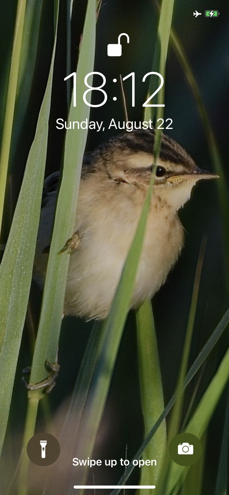 juvie sedge warbler.jpg