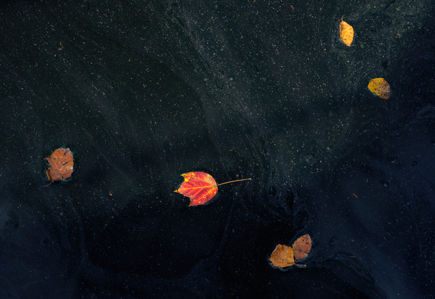 Leaves in the Water.jpeg