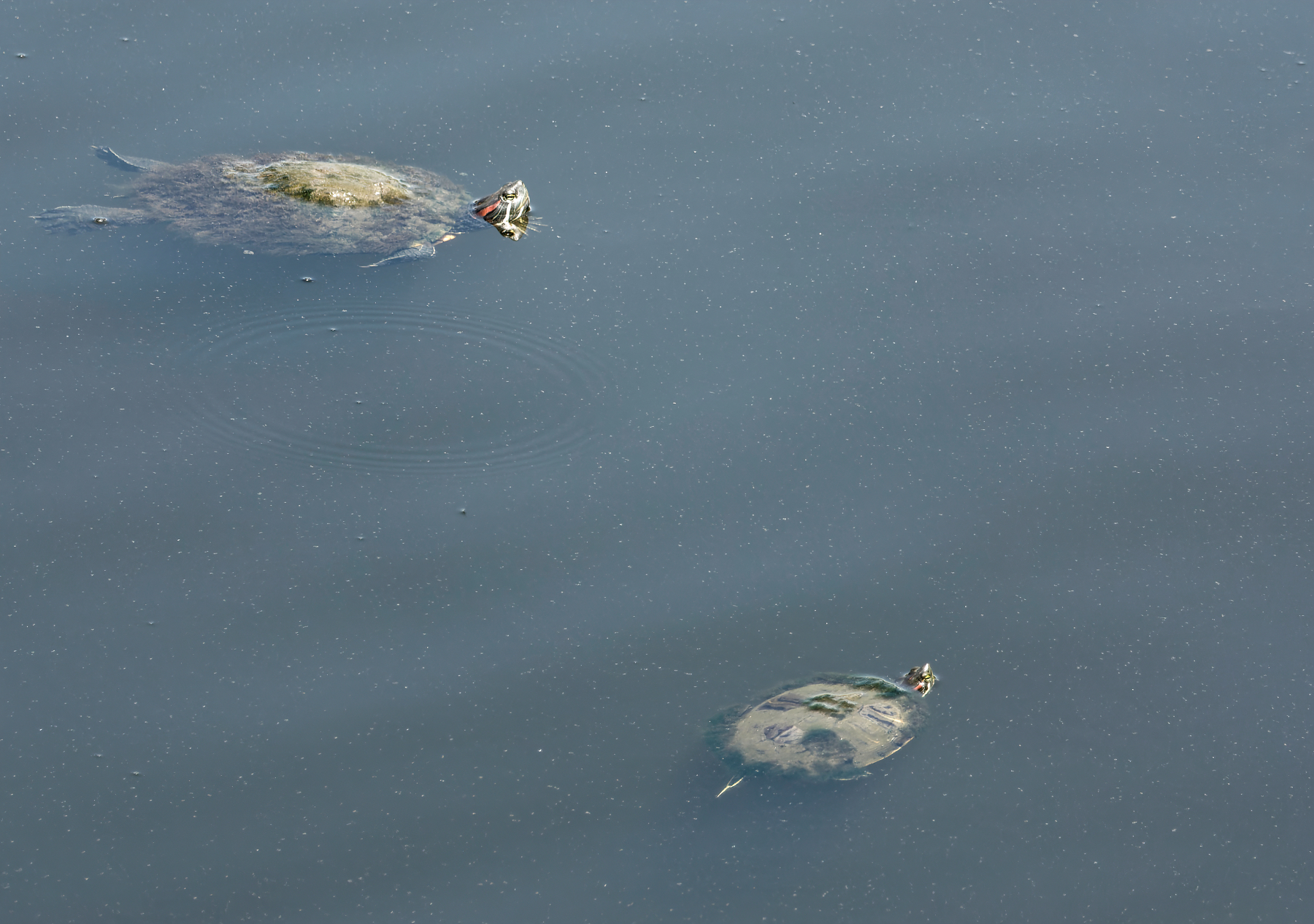 Mom and Her Offspring Turtleing Along.jpeg