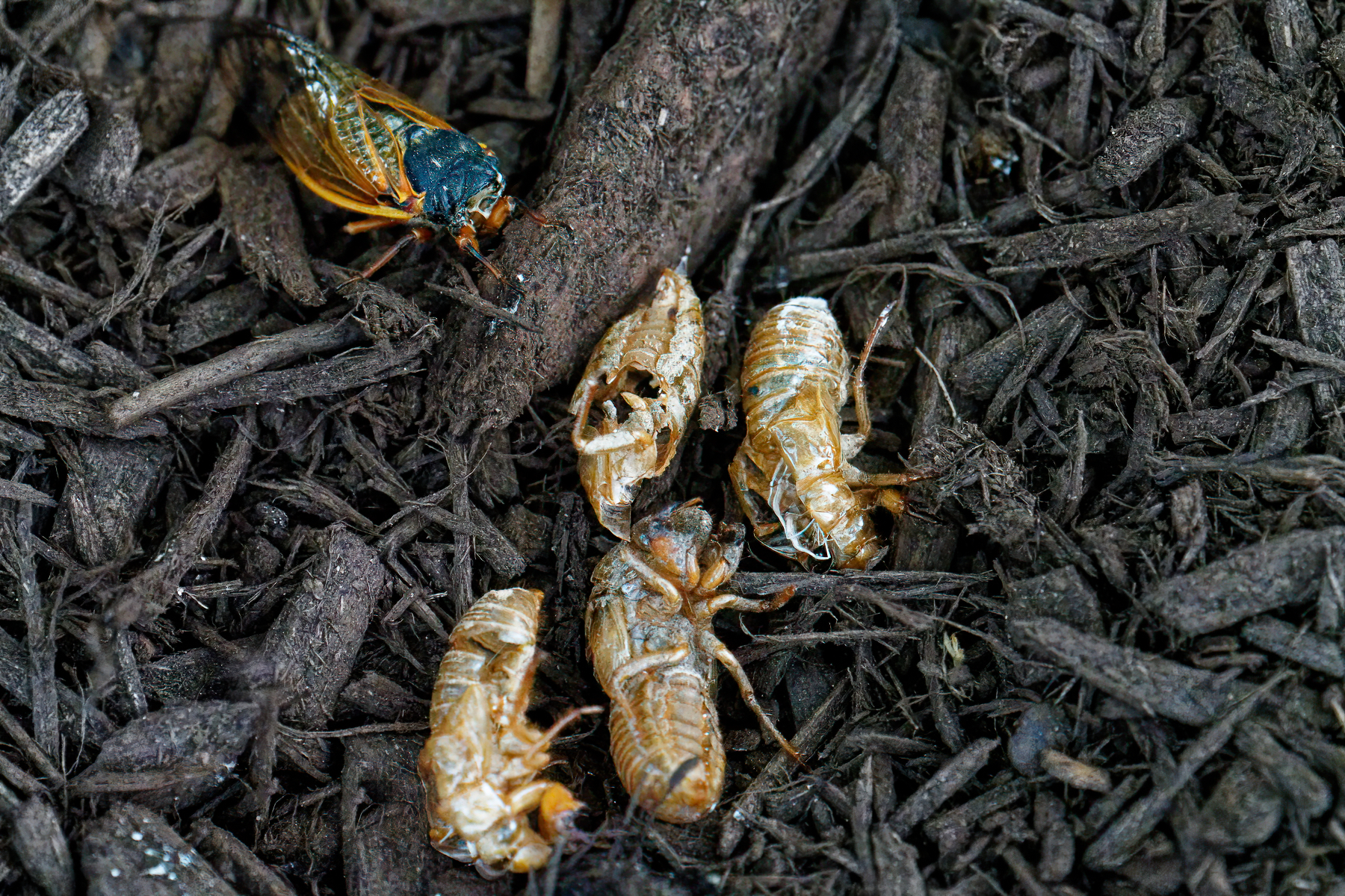 New Cicadas Emerging.jpeg