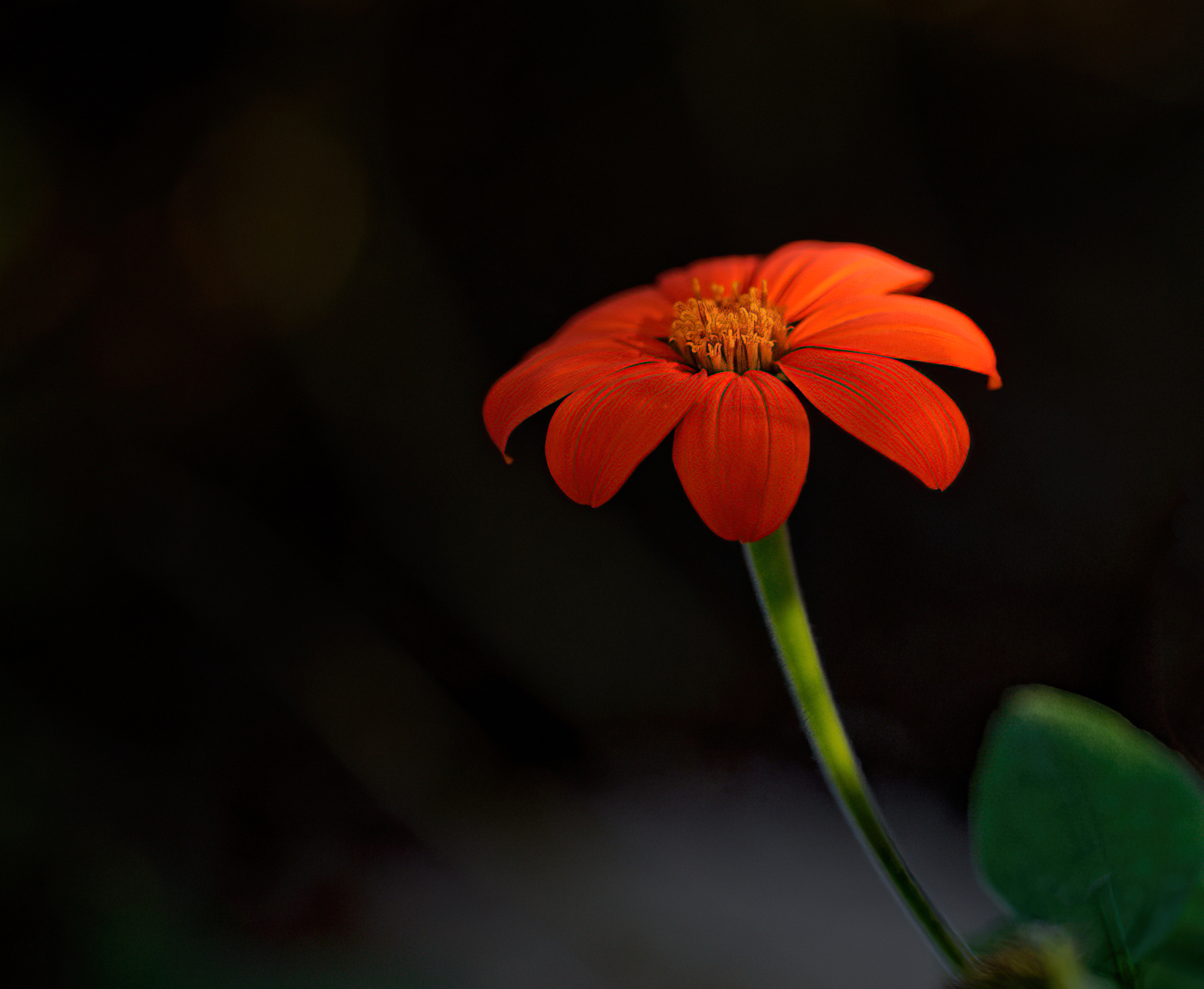 Orange Flower Emerging From the Shadows.jpeg