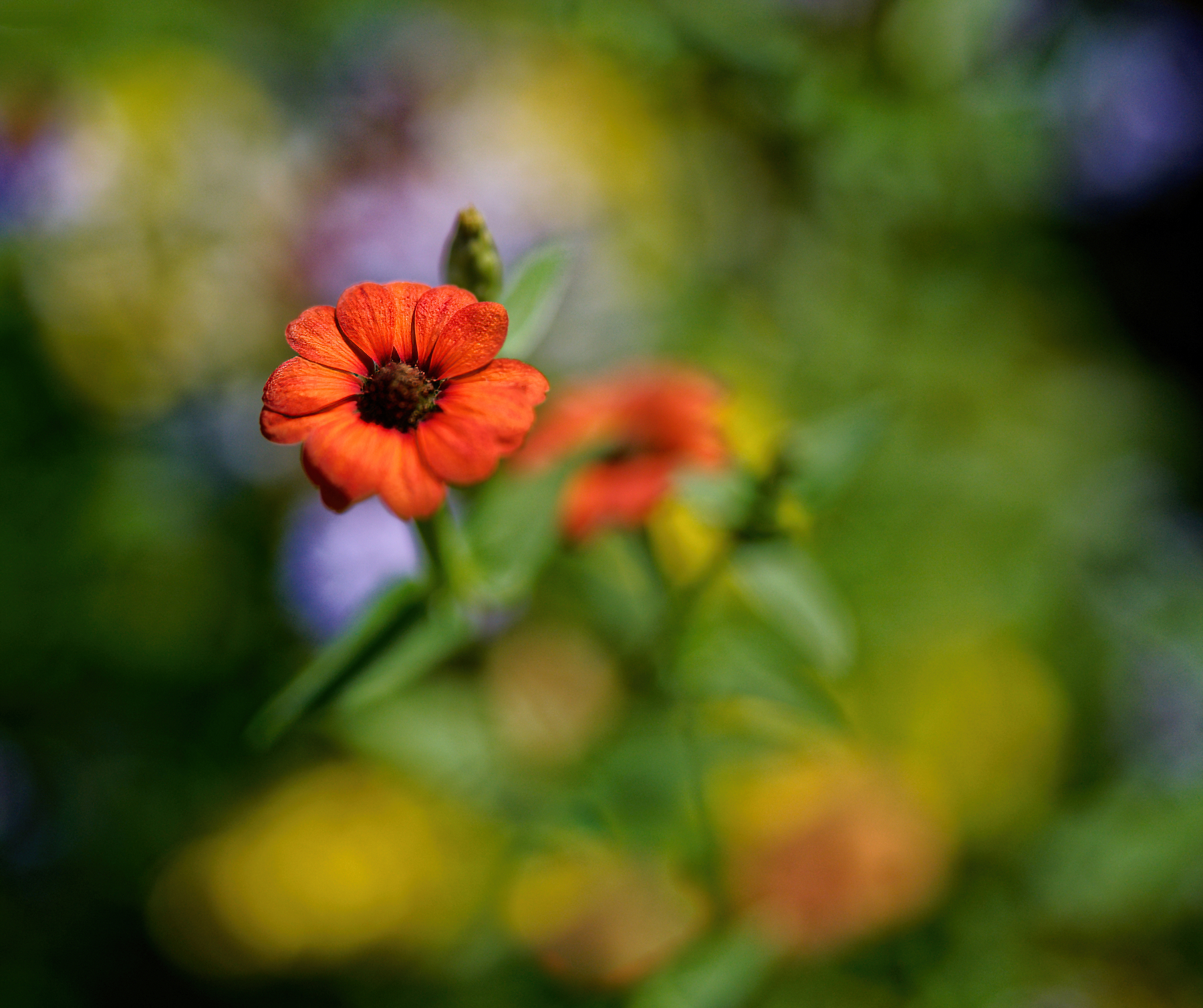 Orange in a Sea of Color.jpg