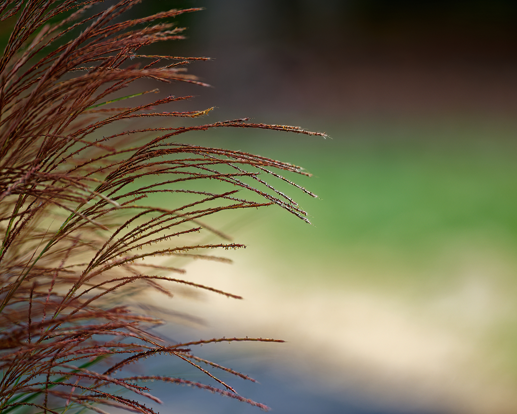 Ornamental Grasses.jpeg