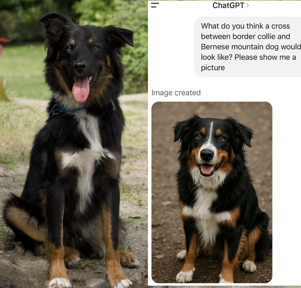 Our dog_a.jpeg