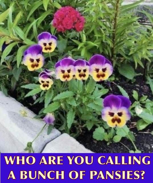 pansies.jpg