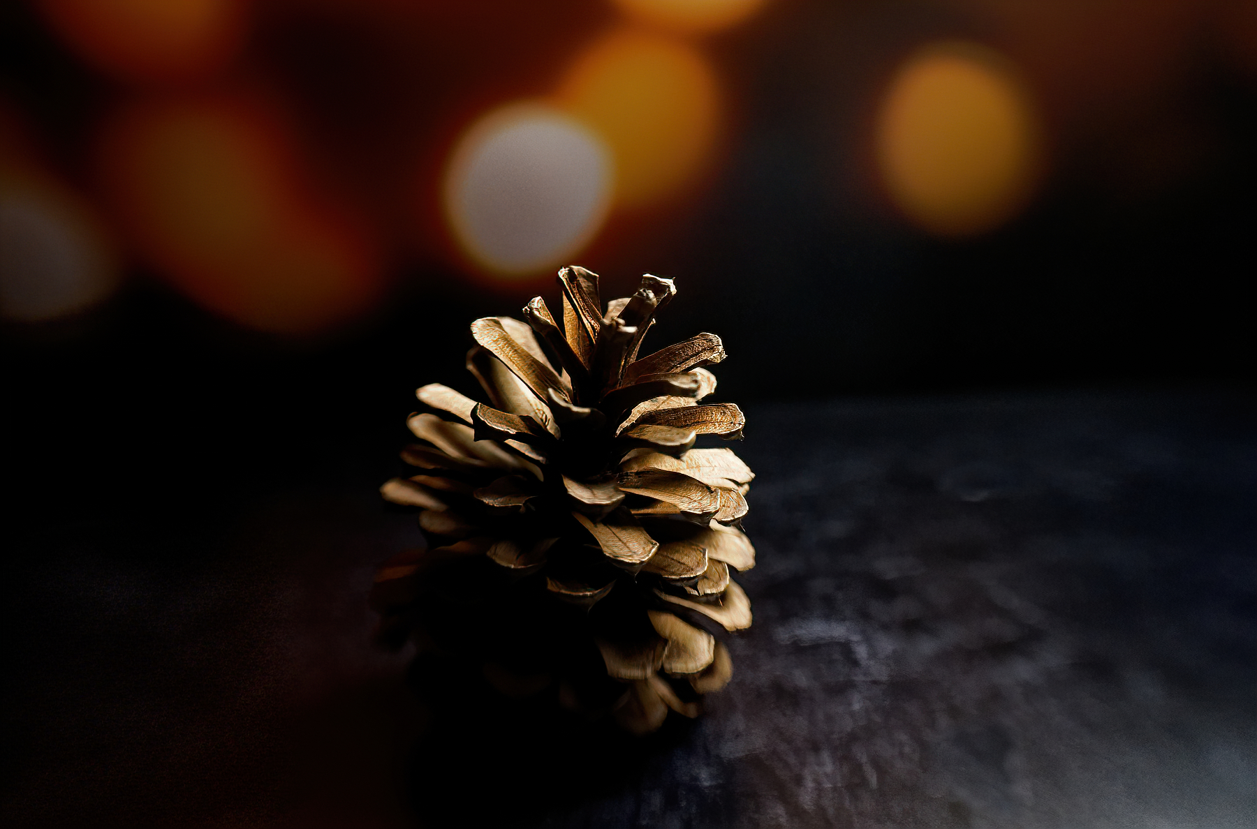 Pinecone in the Spotlight.JPG