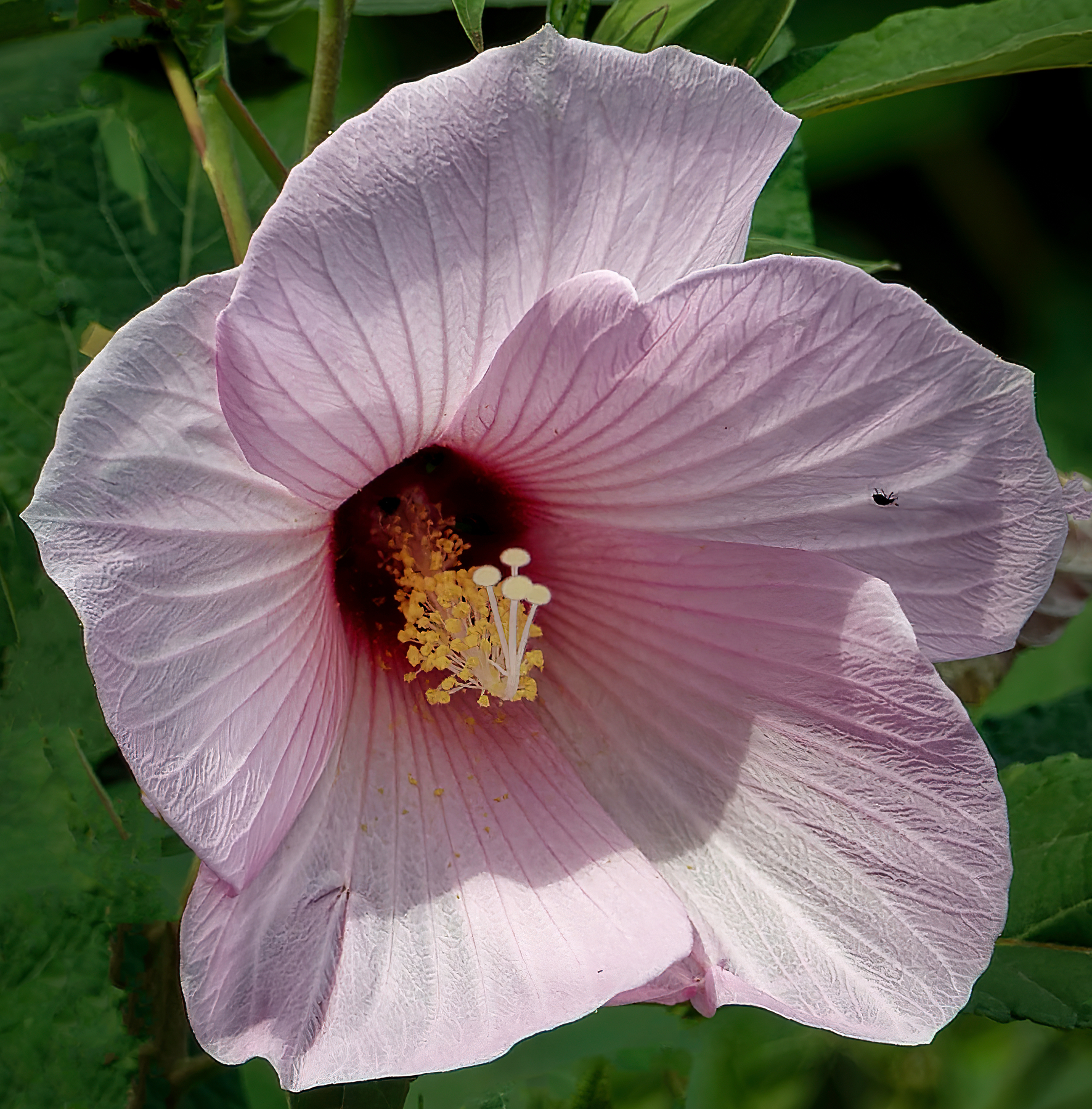 Pink Beauty With Little Friend.jpeg