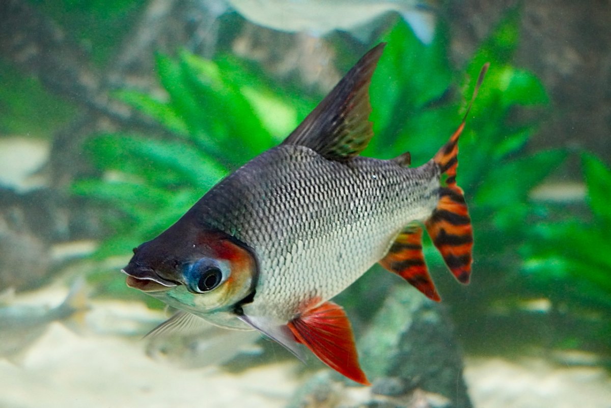 POTD April - 1_a 2.jpeg